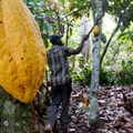 Ivory Coast lost 47,000ha of forest to cocoa production in 2020 - environmental group