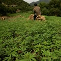 Morocco set to legalise cannabis production for medical use
