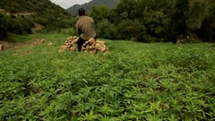 Morocco set to legalise cannabis production for medical use