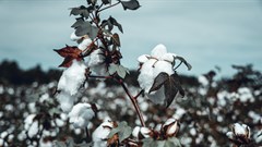 Credit: Carsten Vollrath from Pexels