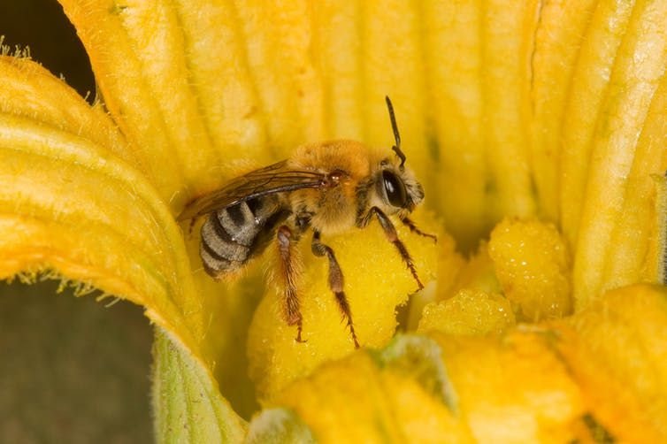 A female squash bee.