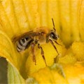 A common soil pesticide cut wild bee reproduction by 89% - here's why scientists are worried