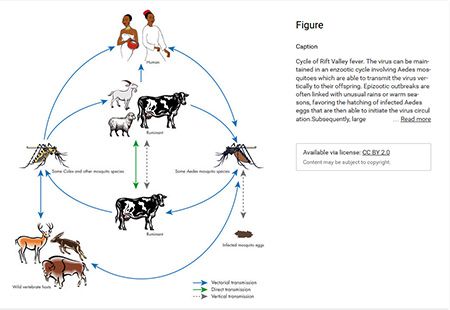 Beware: Conditions are ideal for an outbreak of Rift Valley Fever