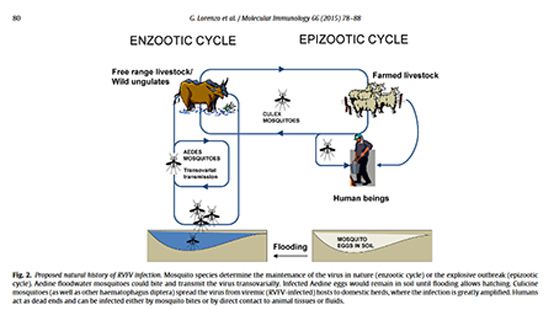 Beware: Conditions are ideal for an outbreak of Rift Valley Fever