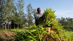 Kenya dairy farmers double income, milk yields with climate-smart fodder grasses