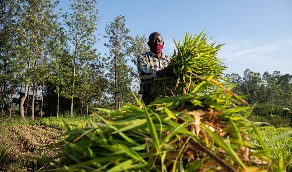 Farmer Dennis Nyongesa has boosted his milk yield and income since using new grass varieties introduced by the Grass to Cash project together with KALRO, Send a Cow and Advantage Crops.