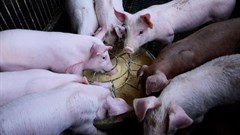 Hygiene practices can help curb the spread of ASF