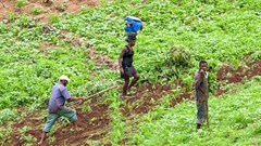 How Cabo Verde indigenous beans could boost food security