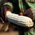 African countries' agricultural reforms will ensure free trade deal benefits SA too
