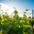 Webinar sheds light on holistic management of grapevines