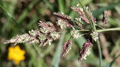 Scaling up bioenergy production could substantially raise water stress - new study