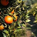 Black citrus growers see 40% increase in production figures