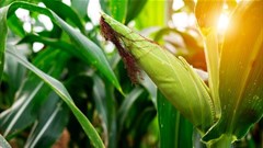 To what extent does climate change affect food insecurity? What we found in Lesotho