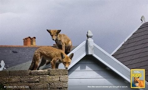 FoxP2 shines at 2020 Creative Circle Ads of the Year ceremony