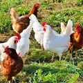 Have your say on draft guidelines for the poultry industry