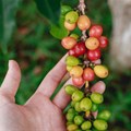 From crop to cup: Ricoffy beans now 100% sustainably sourced