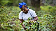 Genetic make-up of destructive crop pest unravelled
