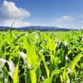 There is room for an upward adjustment of SA maize production estimates