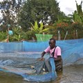 Farming fish in fresh water is more affordable and sustainable than in the ocean