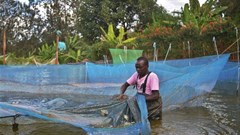 Farming fish in fresh water is more affordable and sustainable than in the ocean