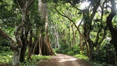 'Sacred forests' in West Africa capture carbon and keep soil healthy