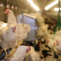 Avian Influenza outbreak confirmed on Ekurhuleni farm