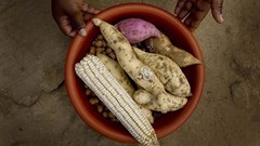 Improving South Africa's food security