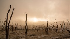 Technology to drive SA agriculture toward sustainability