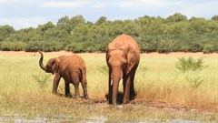 IAPF seizes record number of elephant tusks during 2021 so far