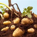 The lash of lockdown: A potato farmer's story of resilience