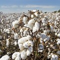 France pledges investment to boost sustainable cotton in Ivory Coast
