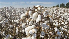France pledges investment to boost sustainable cotton in Ivory Coast