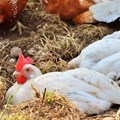 Update: No new avian influenza outbreaks reported