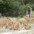 South Africa to clamp down on captive lion breeding, minister says