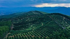 Sub-Saharan Africa's food security has turned out better than feared. But risks remain