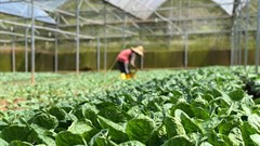 Zimbabwe's horticultural sector blooms
