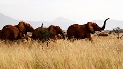 Kenya starts its first national wildlife census