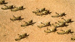 Image: FAO/G.Tortoli