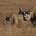 Zimbabwe re-introduces rhinos in Gonarezhou park after three decades