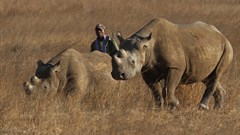 Zimbabwe re-introduces rhinos in Gonarezhou park after three decades