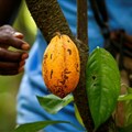 Ivory Coast, Ghana push cocoa industry to boost premium payments