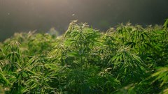 Cannabis Master Plan to be presented to Nedlac