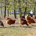 Biosecurity measures can reduce the risk of avian influenza in farmer flocks