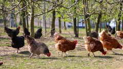 Biosecurity measures can reduce the risk of avian influenza in farmer flocks