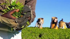 As climate change threatens Kenyan tea, millions of workers seen at risk
