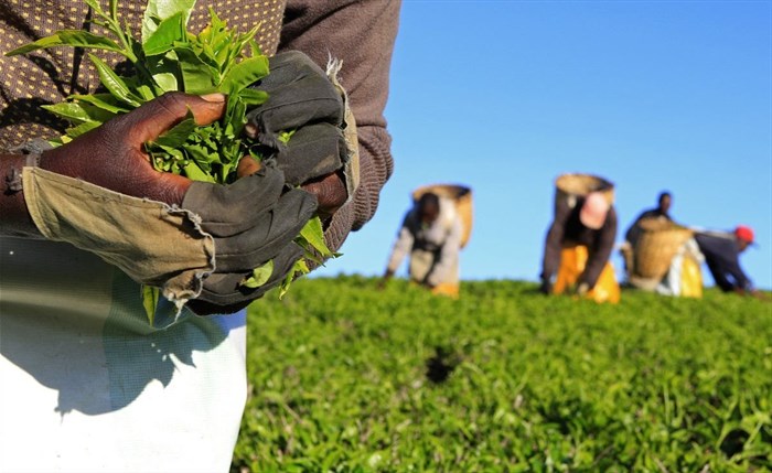 A woman picks tea leaves at a plantation in Nandi Hills, in Kenya's highlands region west of capital Nairobi, November 5, 2014.