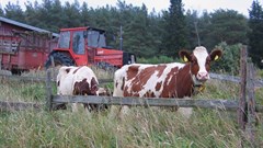 Partnership launches digital solution for SA livestock buyer, auction market