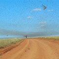 Brown locusts have survived a long drought in South Africa - here's how