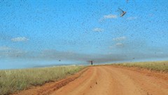 Brown locusts have survived a long drought in South Africa - here's how