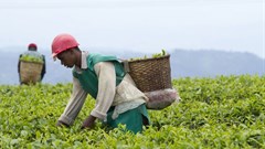 Workers in a tea plantation in Rwanda. The crop is one of the country's main exports